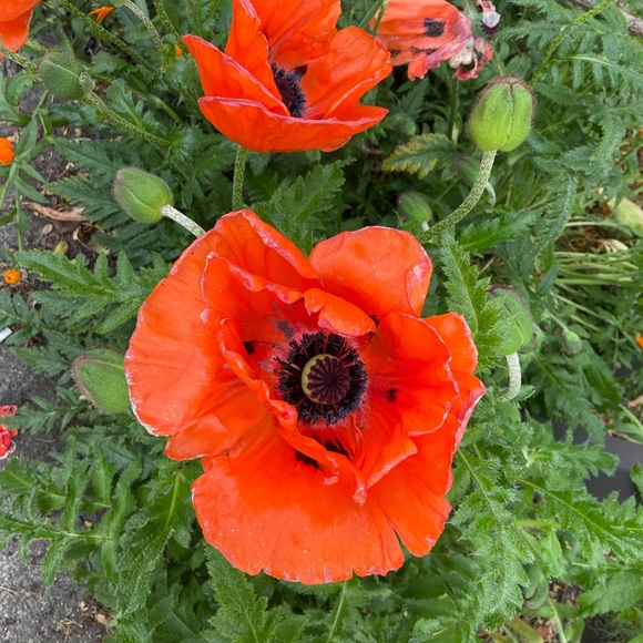 Meet your Posher, Emma - Picture 1 of 1